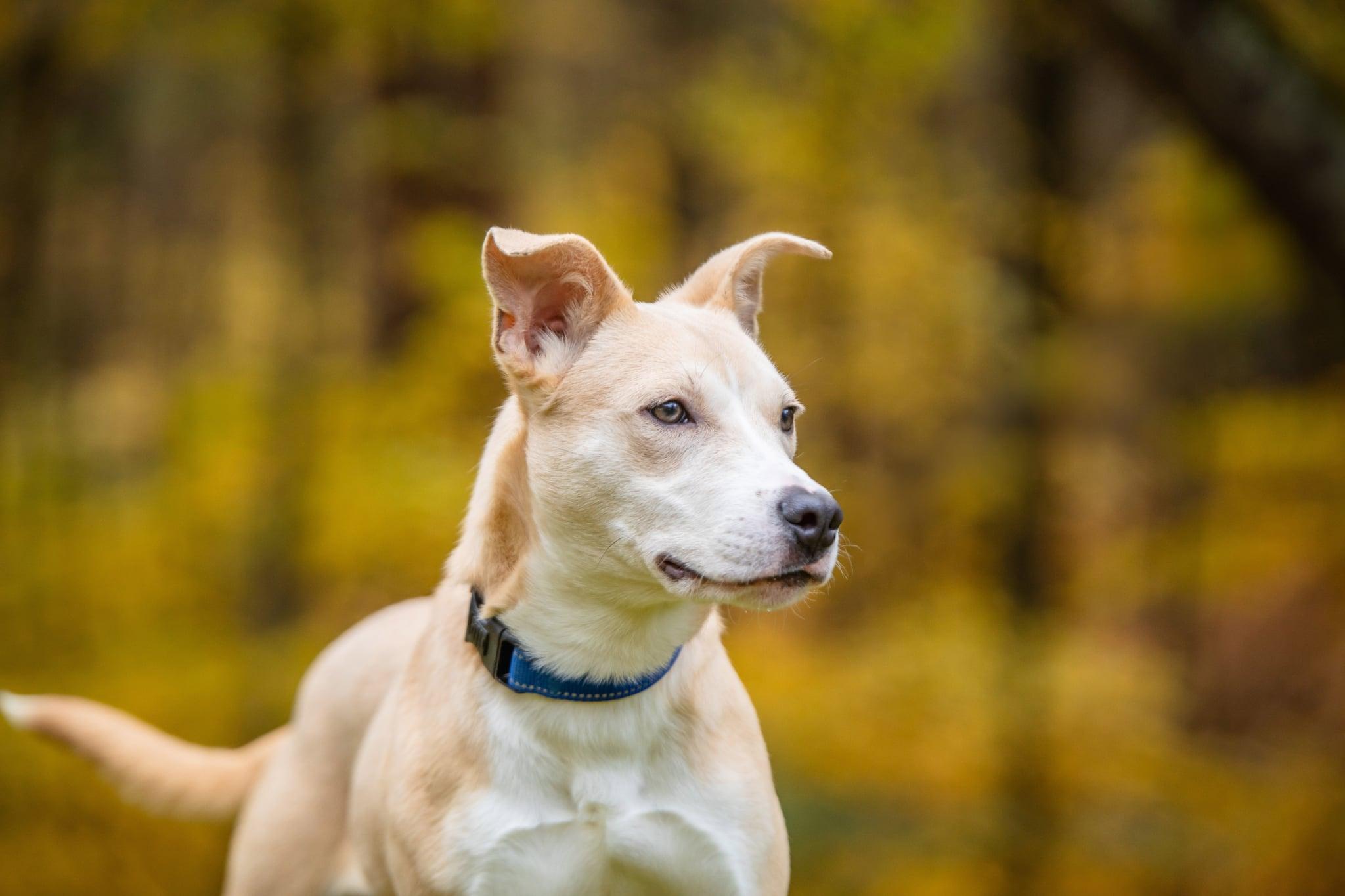 Enlarge Queso, a Adopted mixed breed in Douglas, MA image 5/6