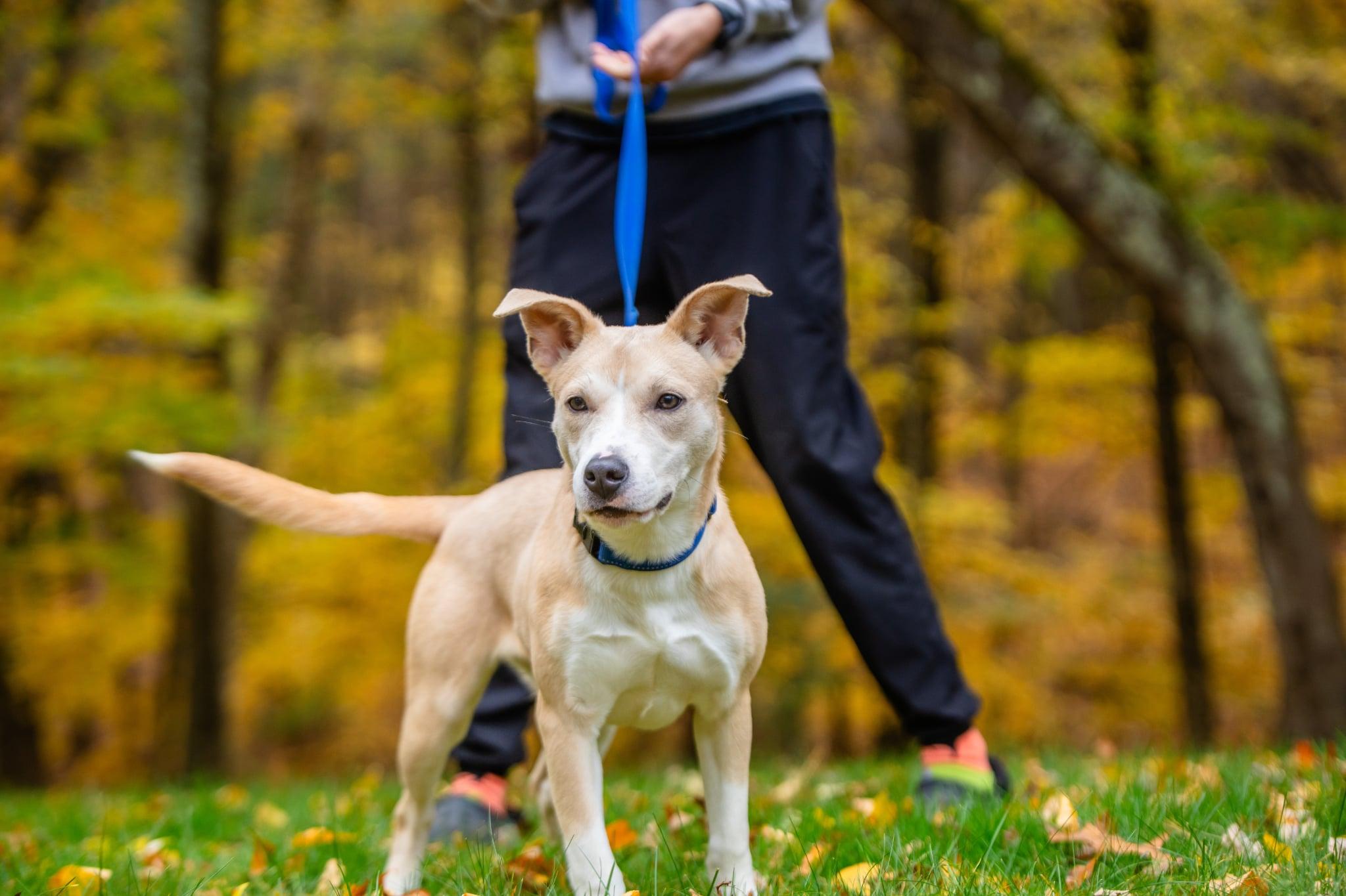 Enlarge Queso, a Adopted mixed breed in Douglas, MA image 4/6