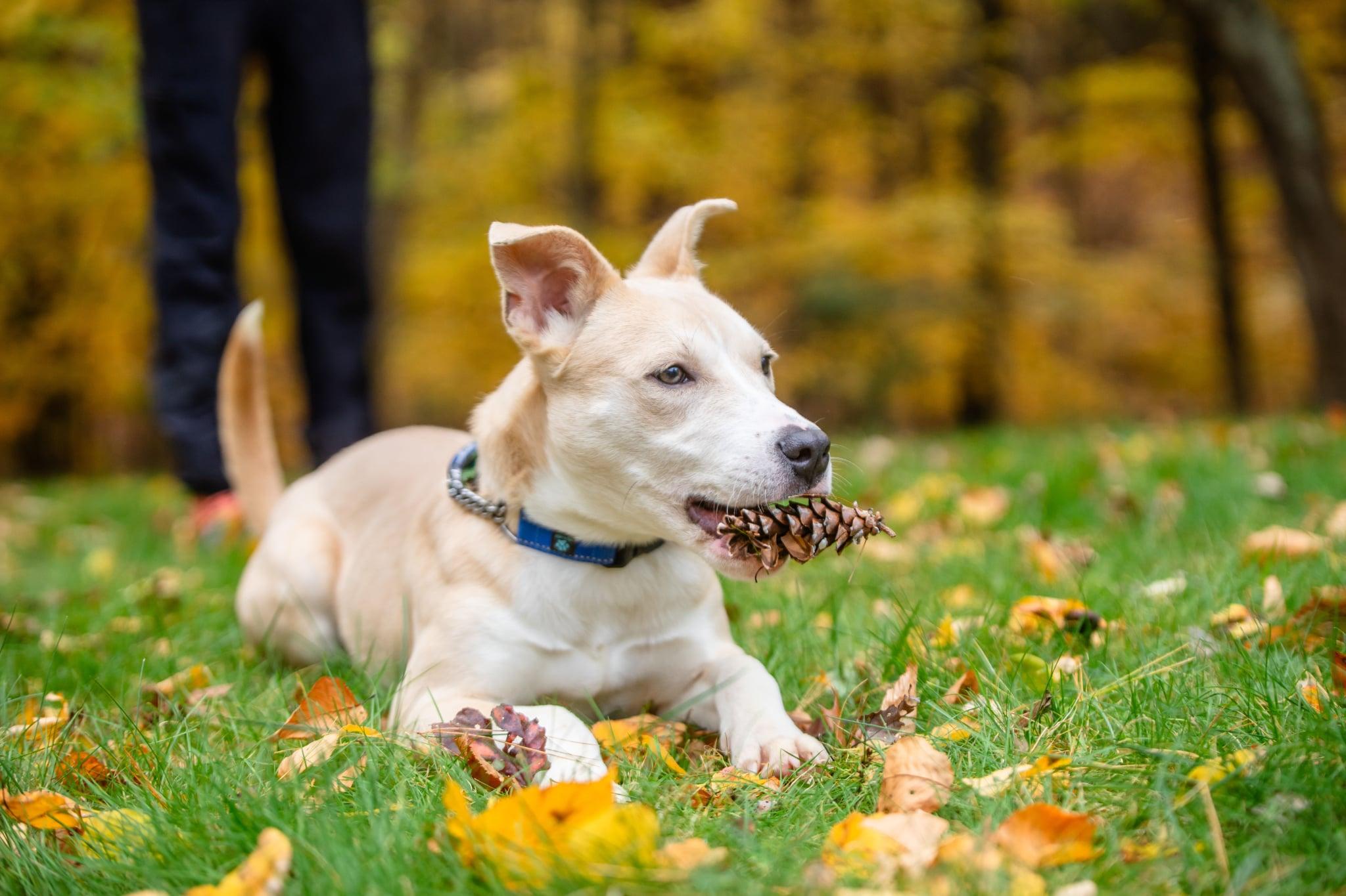 Enlarge Queso, a Adopted mixed breed in Douglas, MA image 6/6