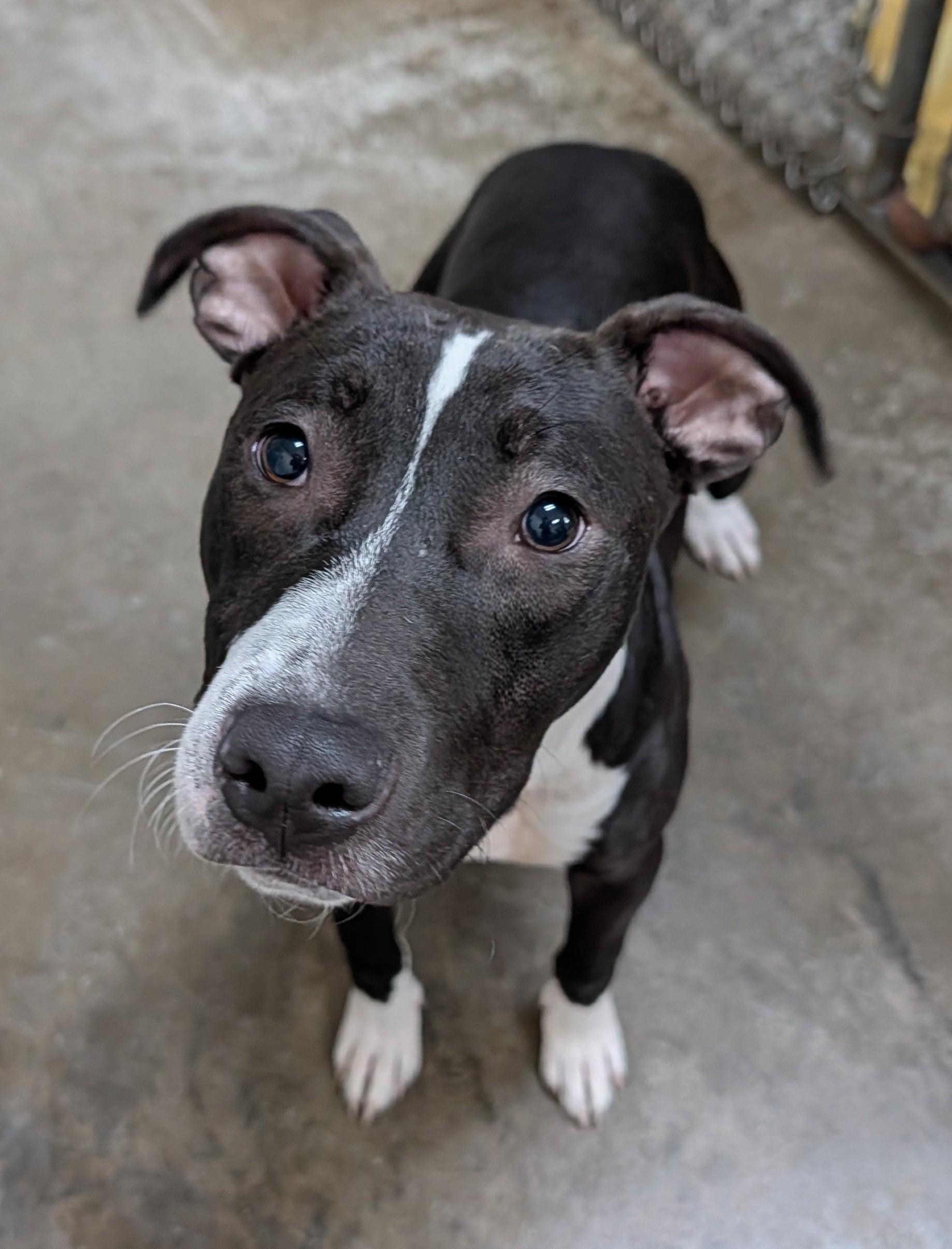 Enlarge Zeke, a Adoptable mixed breed in Decatur, IL image 1/1
