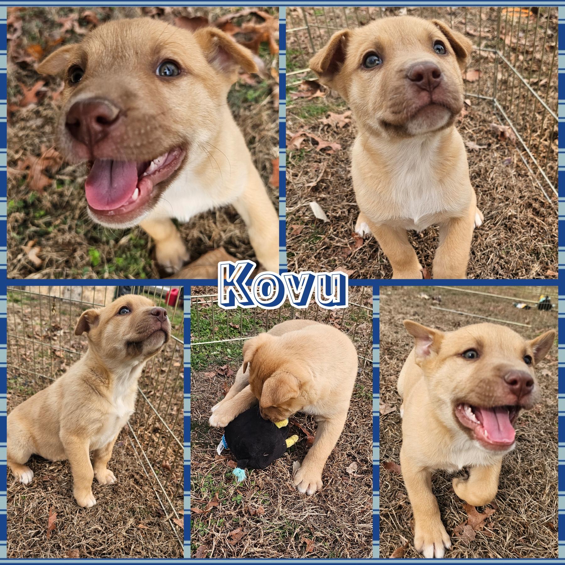 Kovu, ADOPTABLE, Puppy Male Carolina Dog & Great Pyrenees.