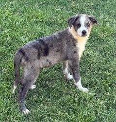 Chrysler, Adoptable, Puppy Male Australian Shepherd.