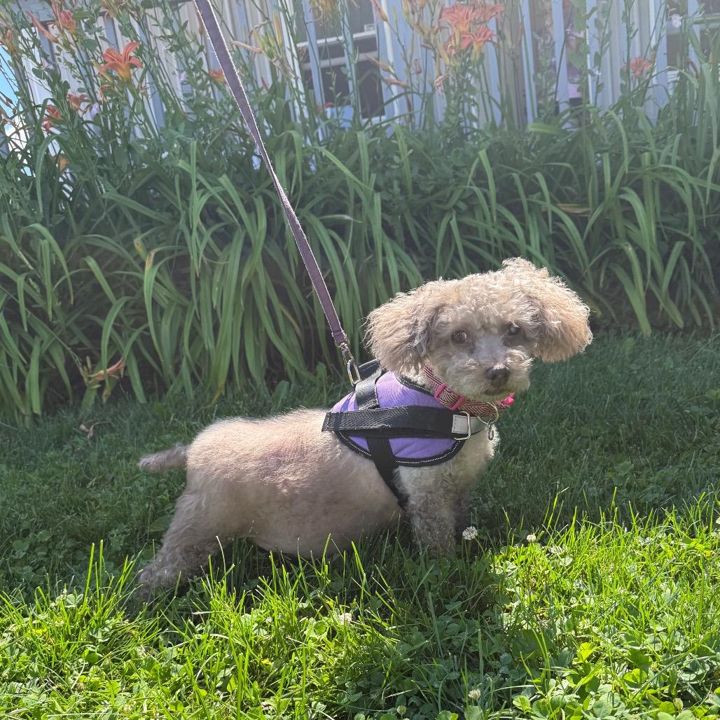 Be`Be` Bella, Adoptable, Senior Female Poodle (Toy).