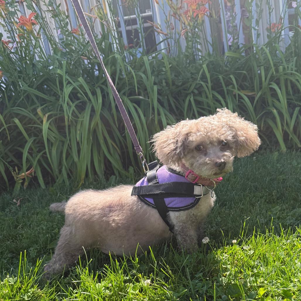 Enlarge Be`Be` Bella, a Adoptable Poodle (Toy) in Muncie, IN image 2/5