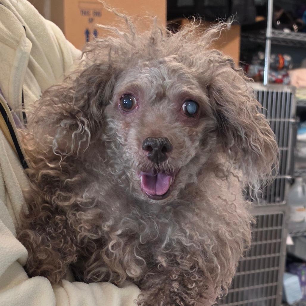 Enlarge Be`Be` Bella, a Adoptable Poodle (Toy) in Muncie, IN image 3/5
