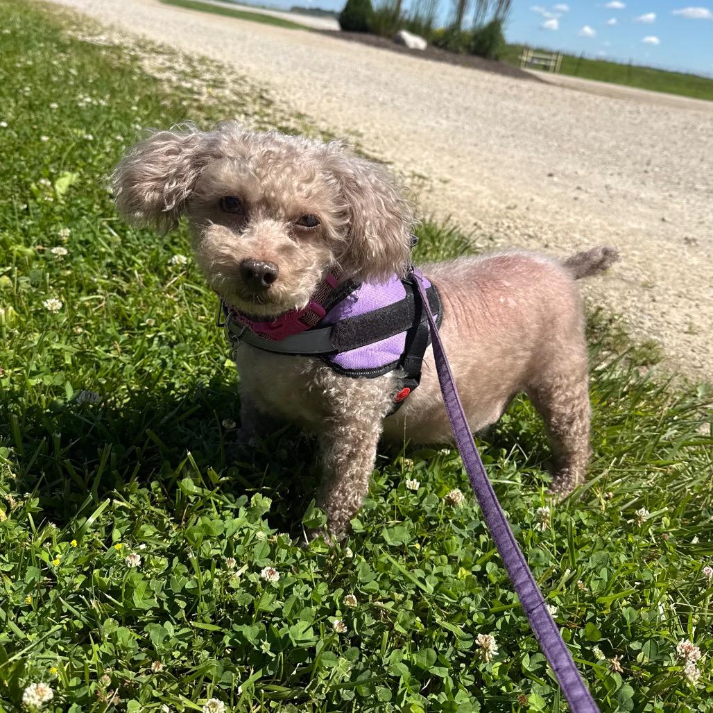 Enlarge Be`Be` Bella, a Adoptable Poodle (Toy) in Muncie, IN image 4/5