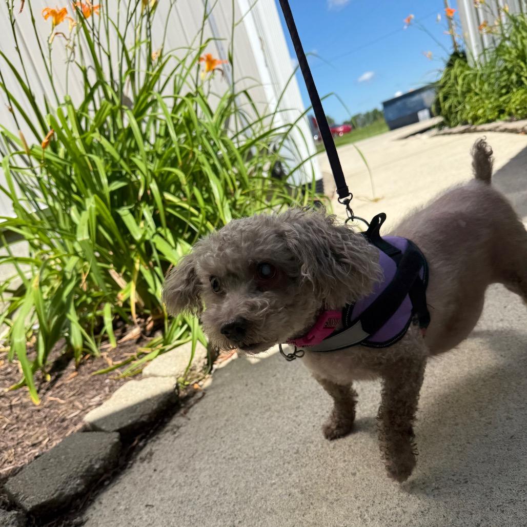 Enlarge Be`Be` Bella, a Adoptable Poodle (Toy) in Muncie, IN image 5/5