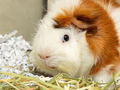 Caramel, Adoptable, Young Male Guinea Pig & Guinea Pig.