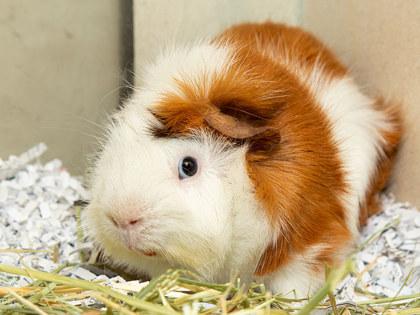 Caramel, Adoptable, Young Male Guinea Pig & Guinea Pig.