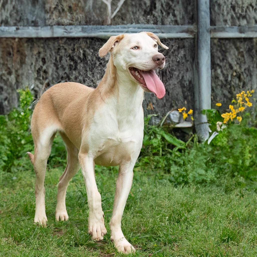 Oblea, Adoptable, Young Male Australian Shepherd & Pit Bull Terrier.