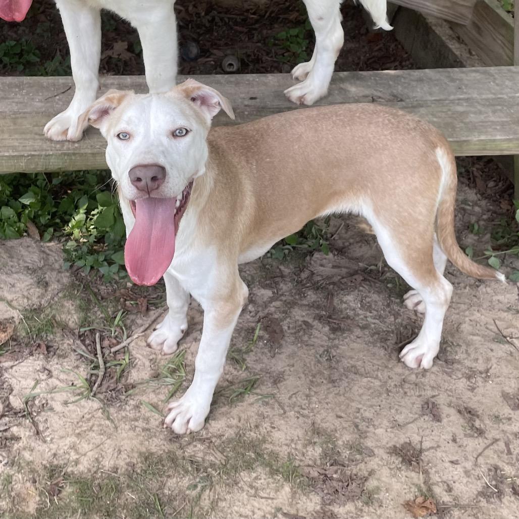 Enlarge Oblea, a Adoptable mixed breed in Livingston, TX image 1/4