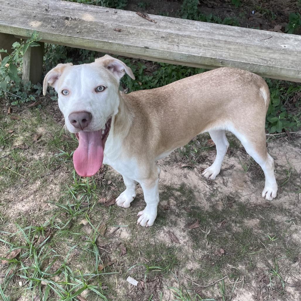 Enlarge Oblea, a Adoptable mixed breed in Livingston, TX image 2/4