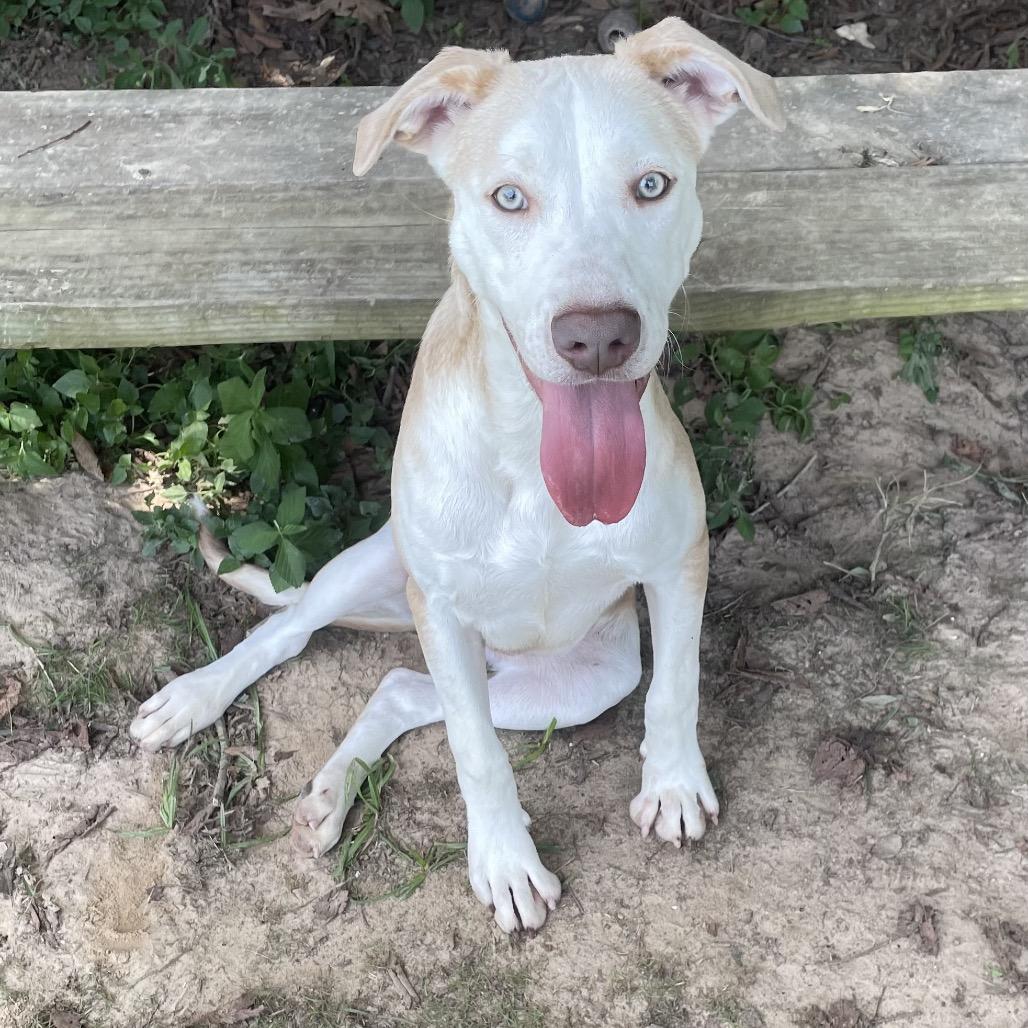 Enlarge Oblea, a Adoptable mixed breed in Livingston, TX image 4/4