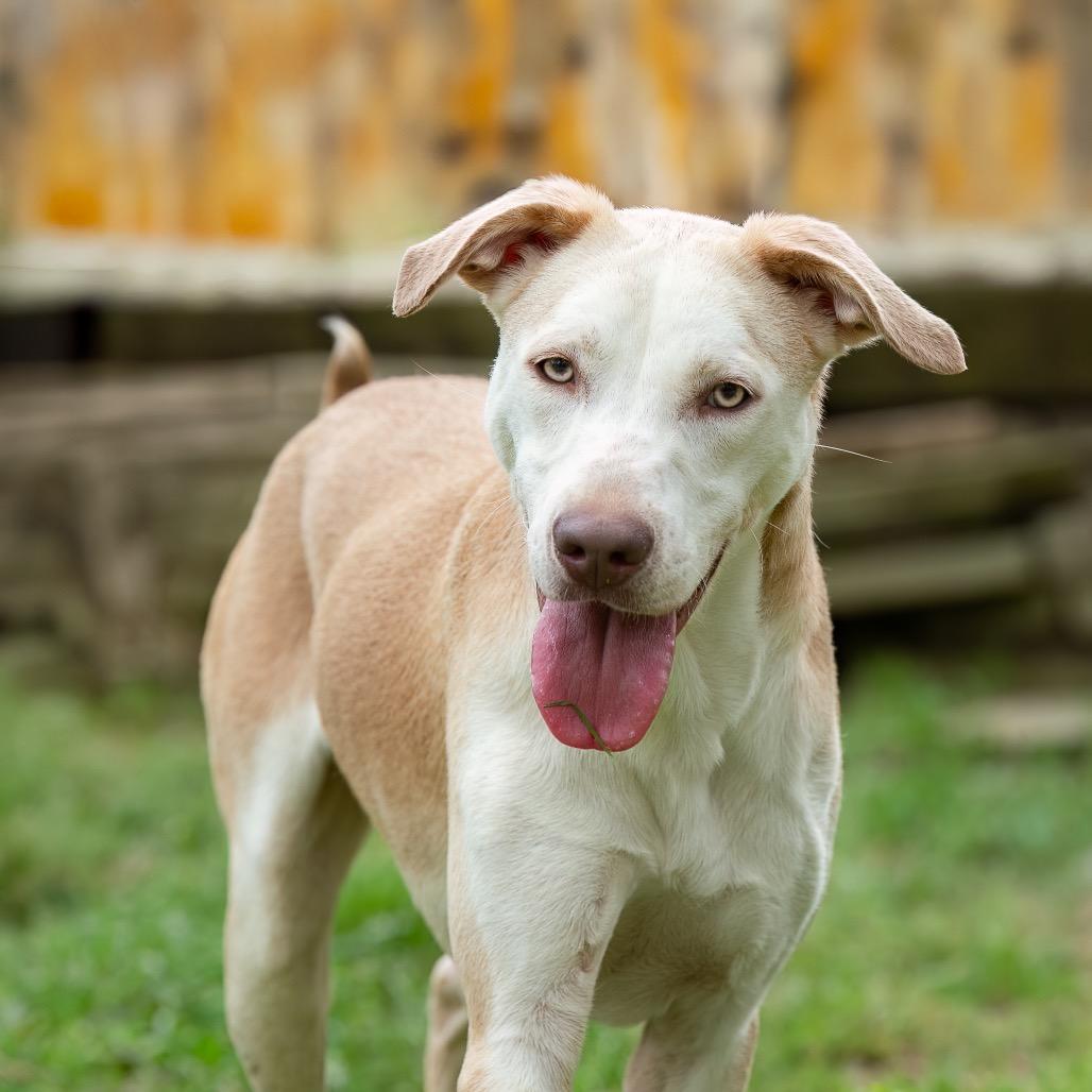 Enlarge Oblea, a Adoptable mixed breed in Livingston, TX image 5/6