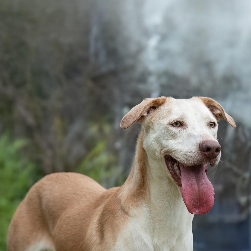 Enlarge Oblea, a Adoptable mixed breed in Livingston, TX image 6/6