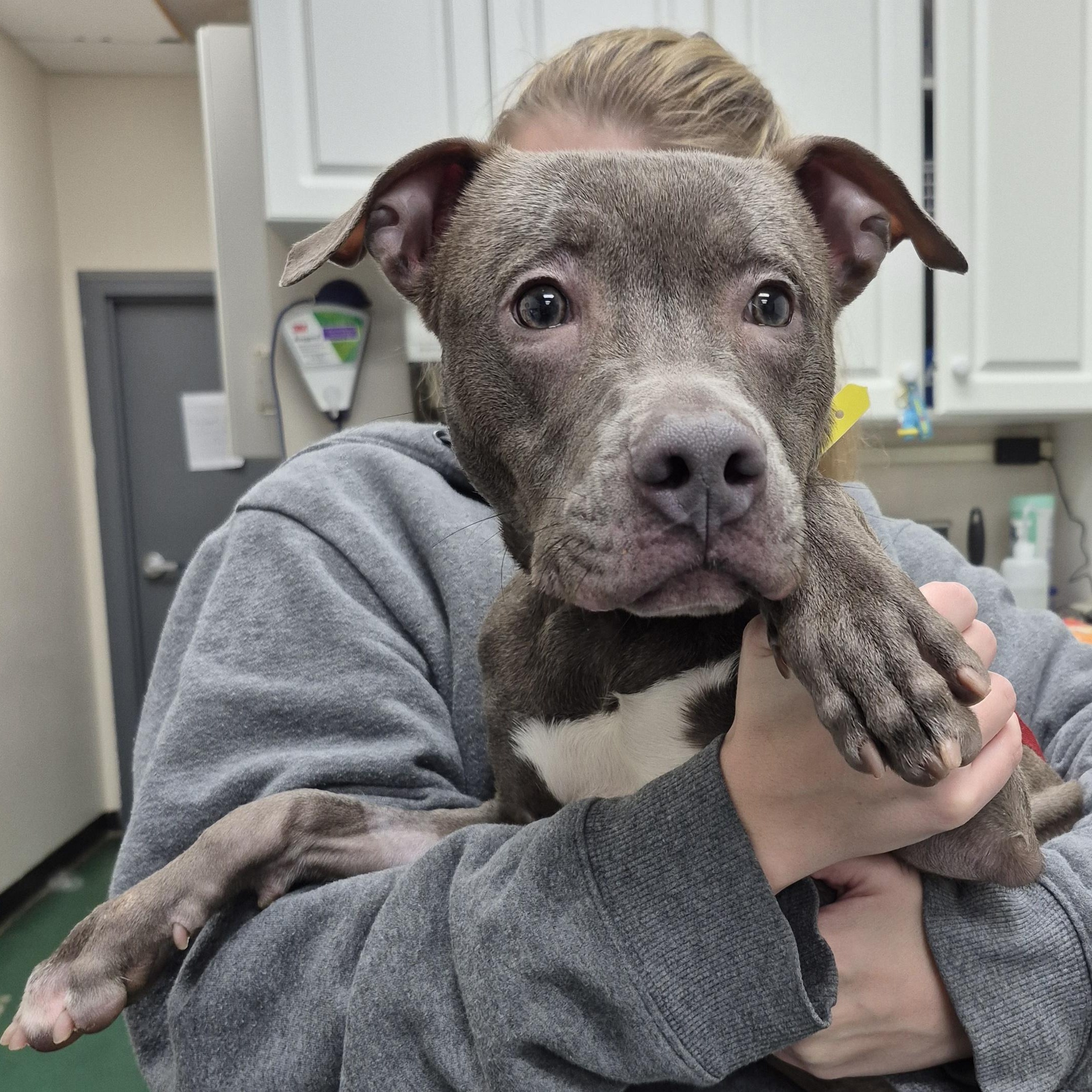 Enlarge PUPPY:  Porkchop, an adoptable mixed breed in Alpharetta, GA image 1/6