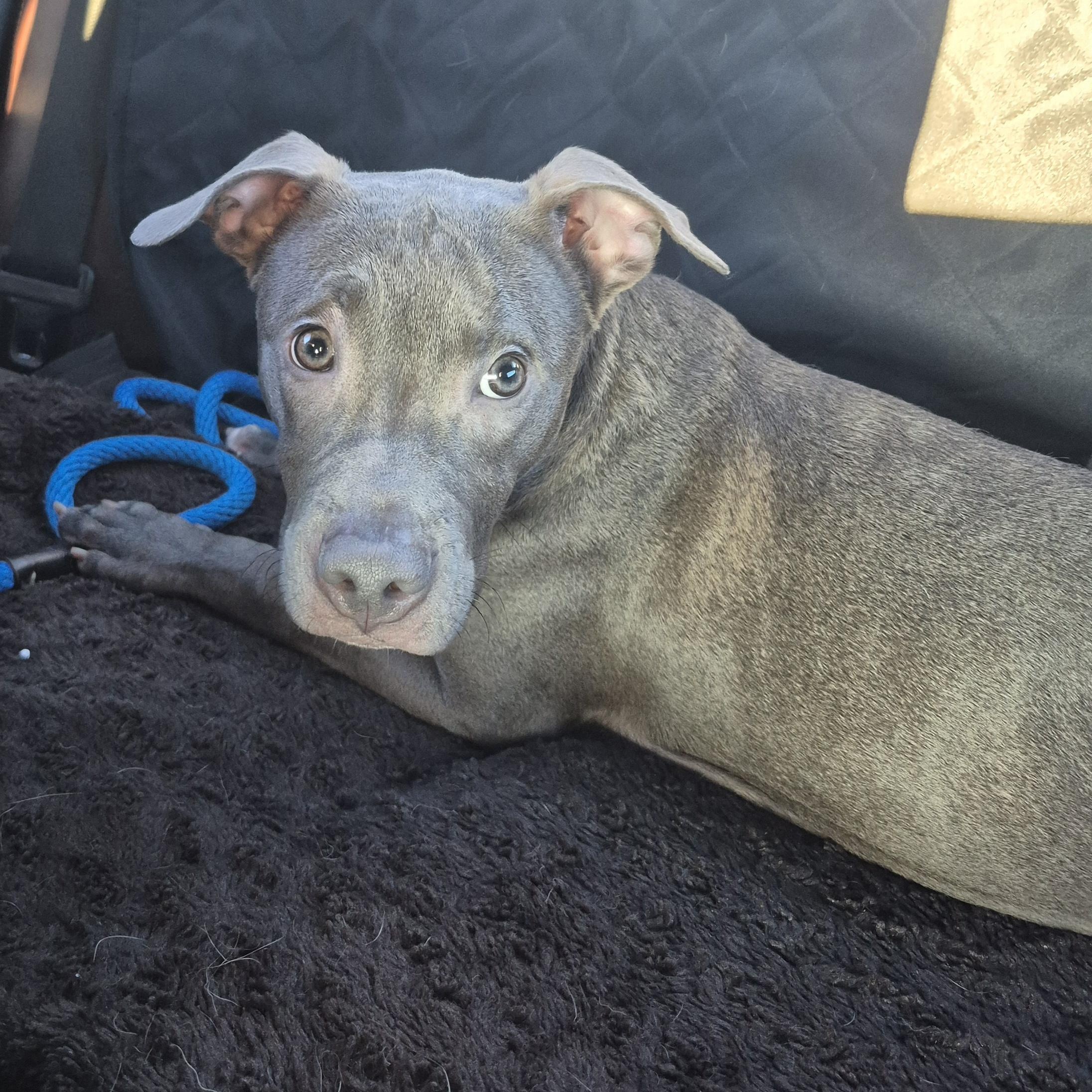 Enlarge PUPPY:  Porkchop, an adoptable mixed breed in Alpharetta, GA image 2/6