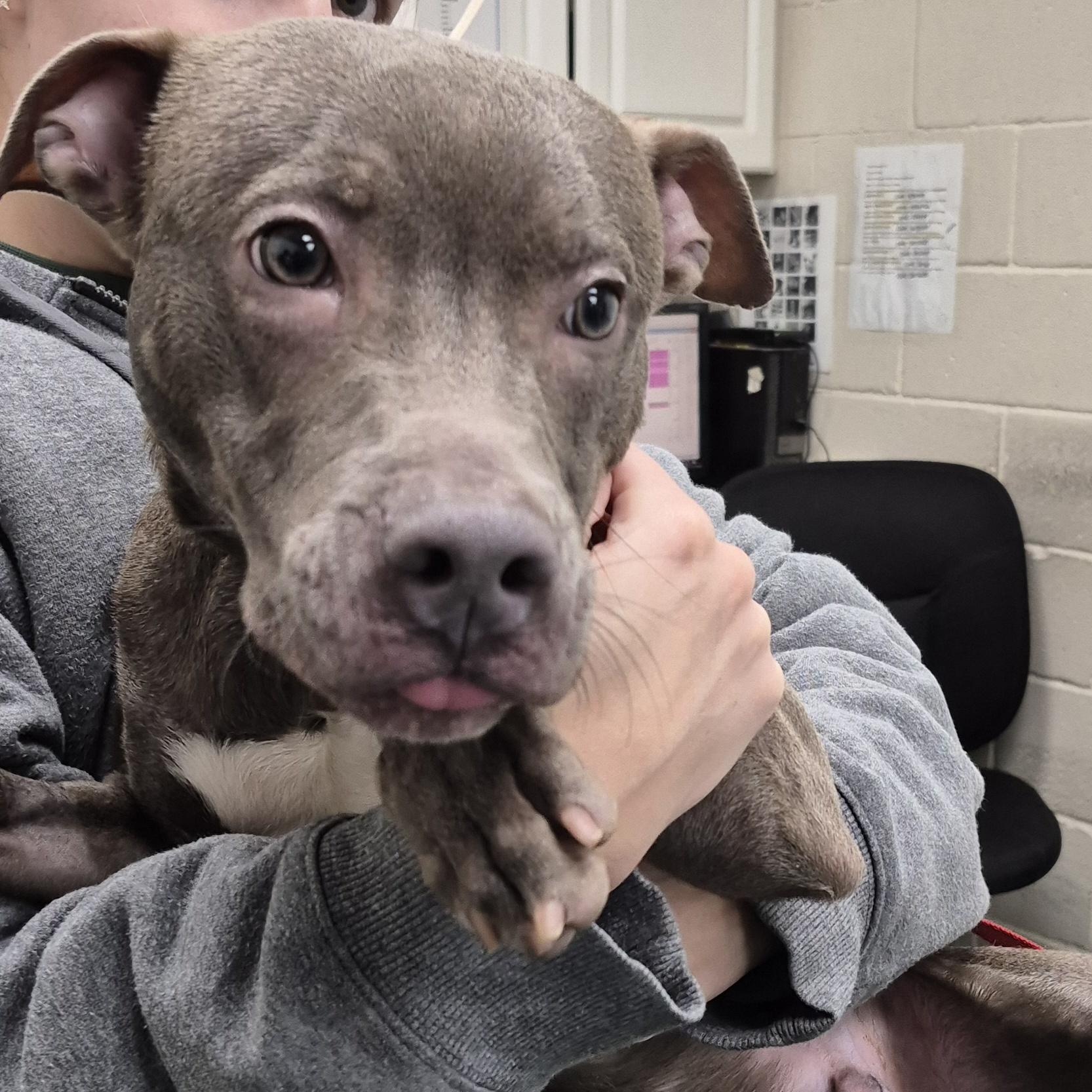 Enlarge PUPPY:  Porkchop, an adoptable mixed breed in Alpharetta, GA image 4/6