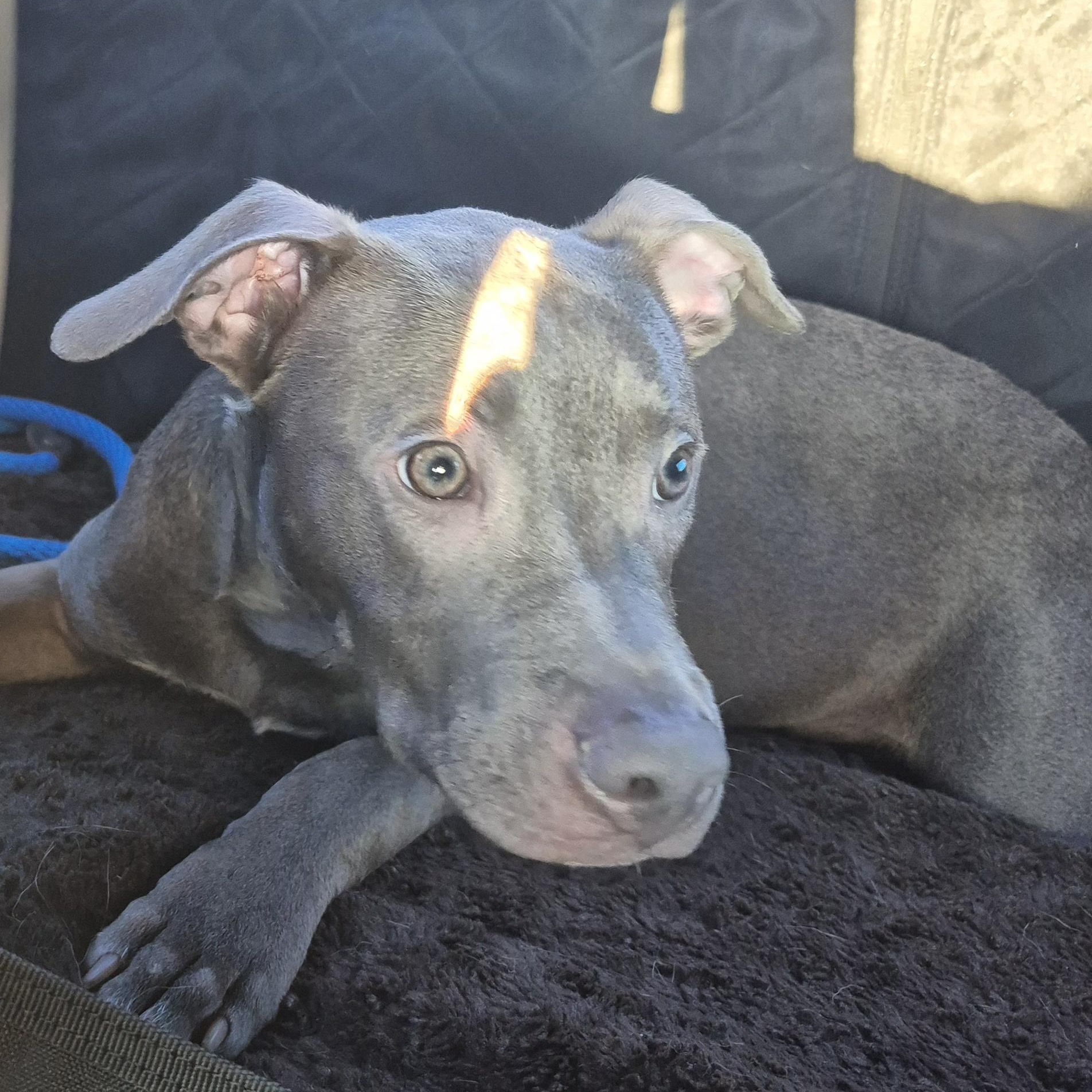 PUPPY: Porkchop, adopted, Puppy Male Pit Bull Terrier & American Staffordshire Terrier.