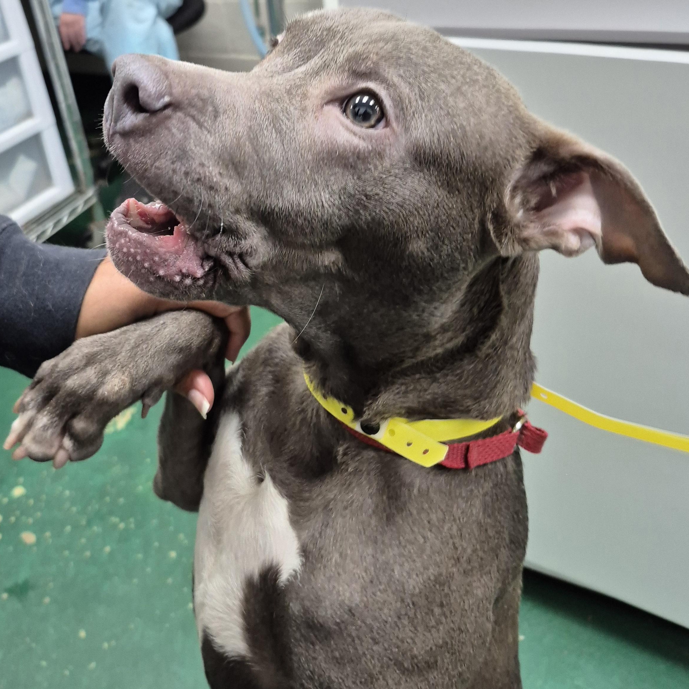 Enlarge PUPPY:  Porkchop, an adoptable mixed breed in Alpharetta, GA image 6/6