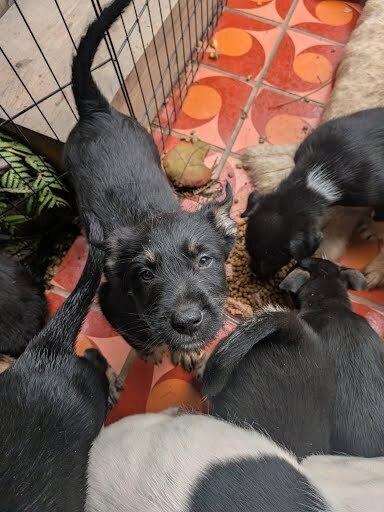 Enlarge Sokka, a Adoptable mixed breed in Pacifica, CA image 1/4