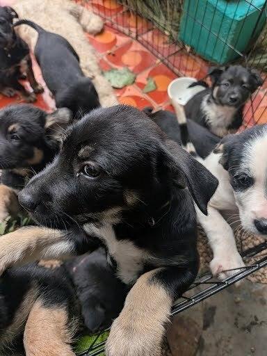 Enlarge Sokka, a Adoptable mixed breed in Pacifica, CA image 2/4