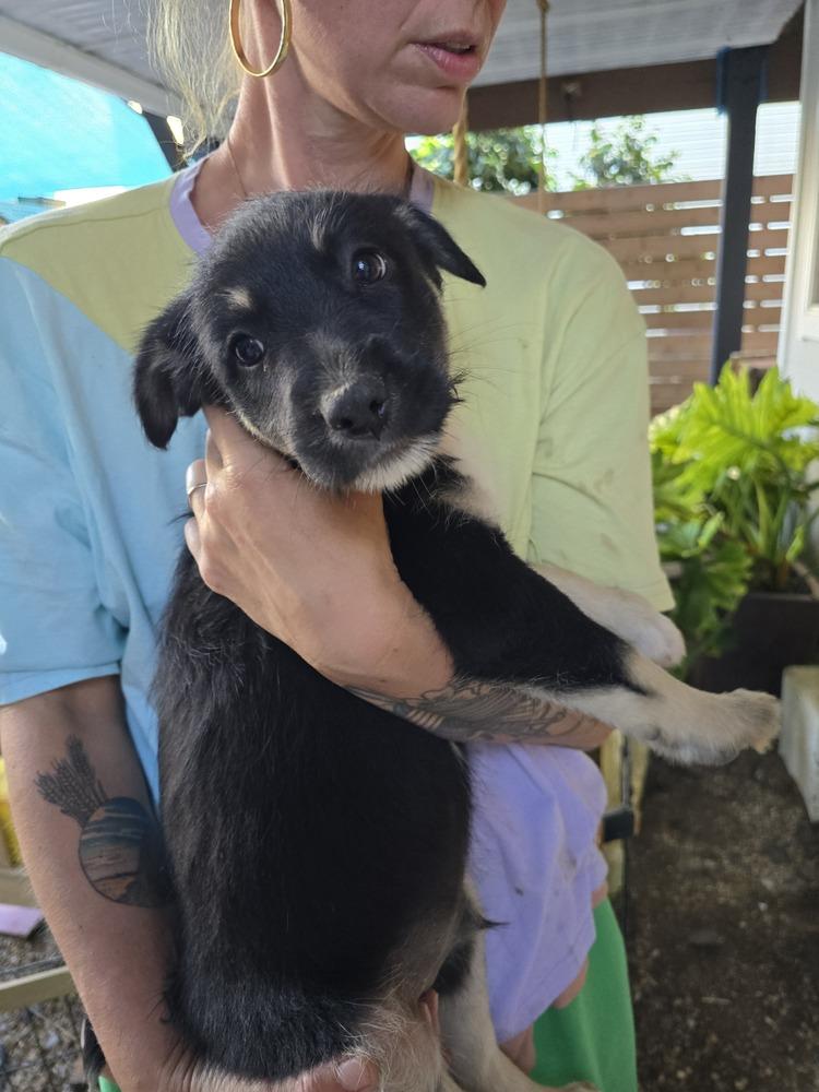 Sokka, a Adoptable mixed breed in Pacifica, CA image 5/5