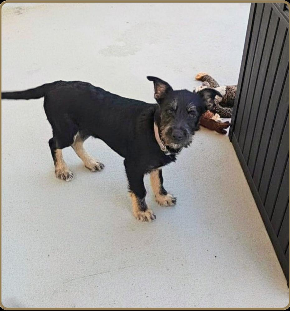 Sokka, a Adoptable mixed breed in Pacifica, CA image 4/4