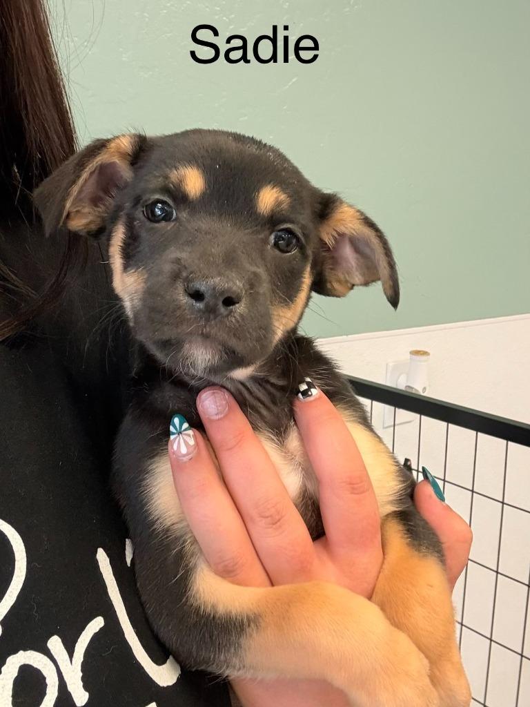 Sadie, Adoptable, Puppy Female Mixed Breed.
