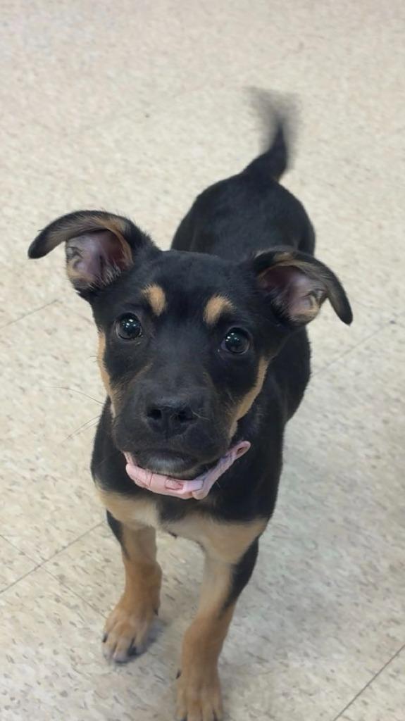 Sadie, a Adoptable mixed breed in Heber City, UT image 1/2