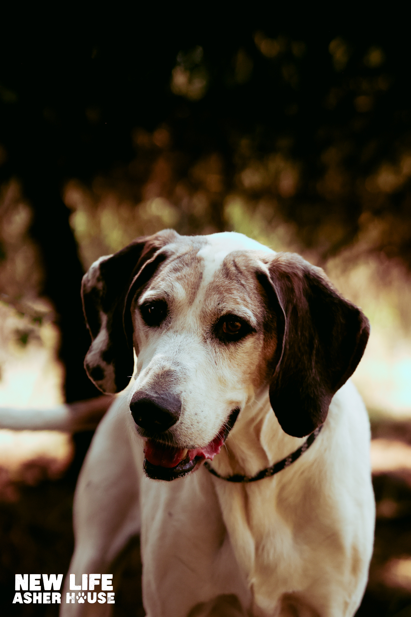 Linus, Adult Male Treeing Walker Coonhound