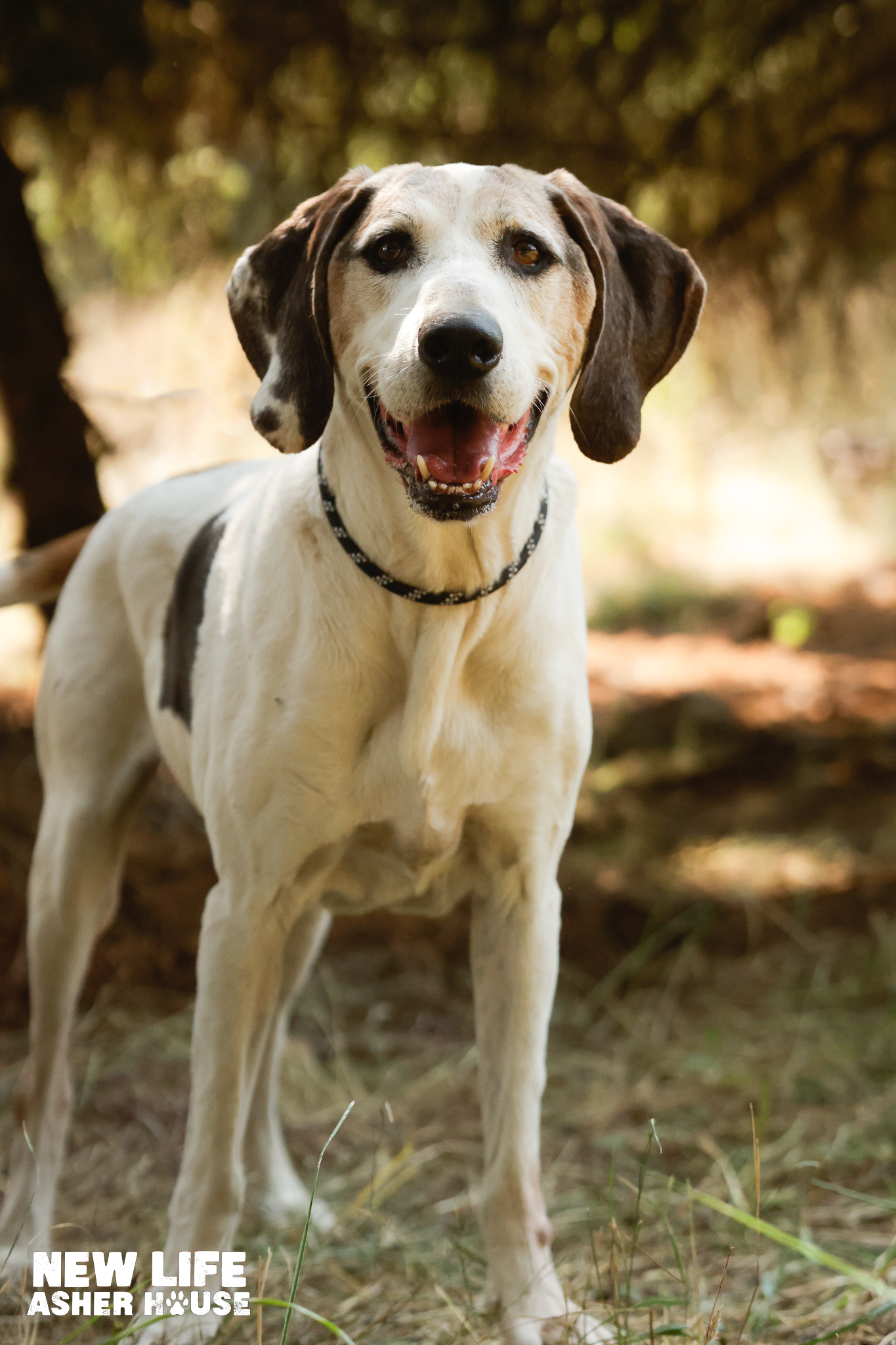 Linus, a Adoptable Treeing Walker Coonhound in Portland, OR image 2/6
