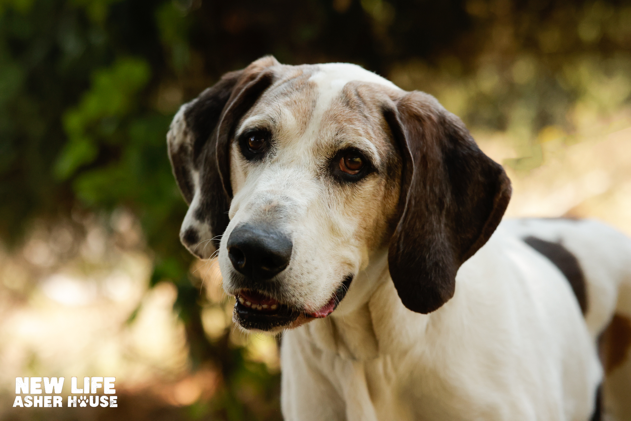 Linus, a Adoptable Treeing Walker Coonhound in Portland, OR image 3/6