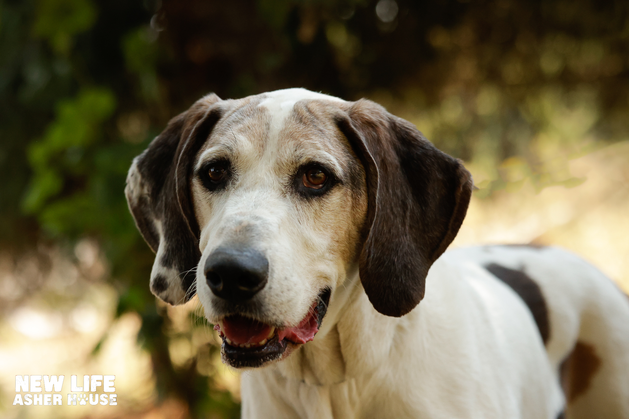 Linus, a Adoptable Treeing Walker Coonhound in Portland, OR image 4/6