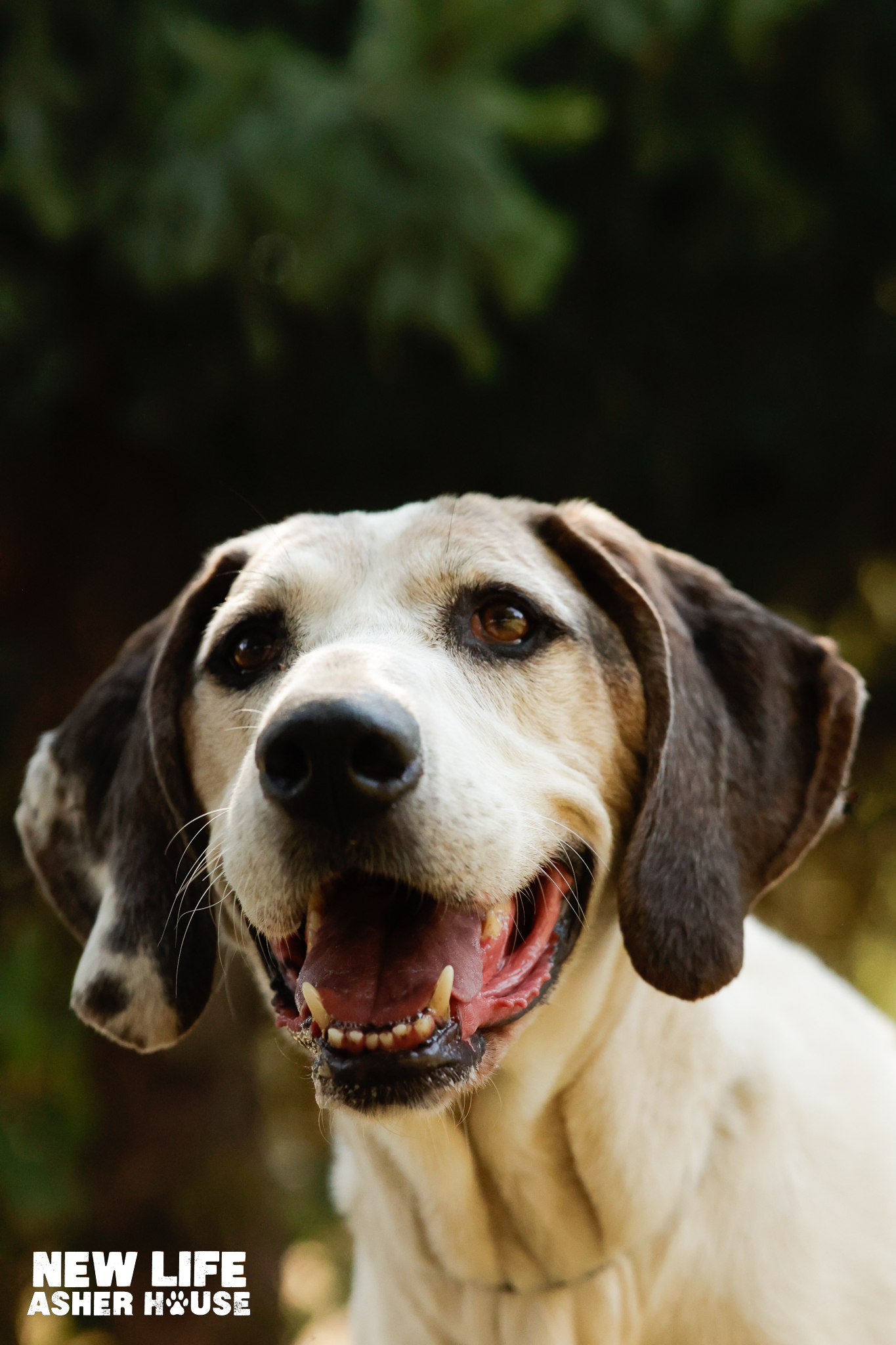 Linus, a Adoptable Treeing Walker Coonhound in Portland, OR image 5/6