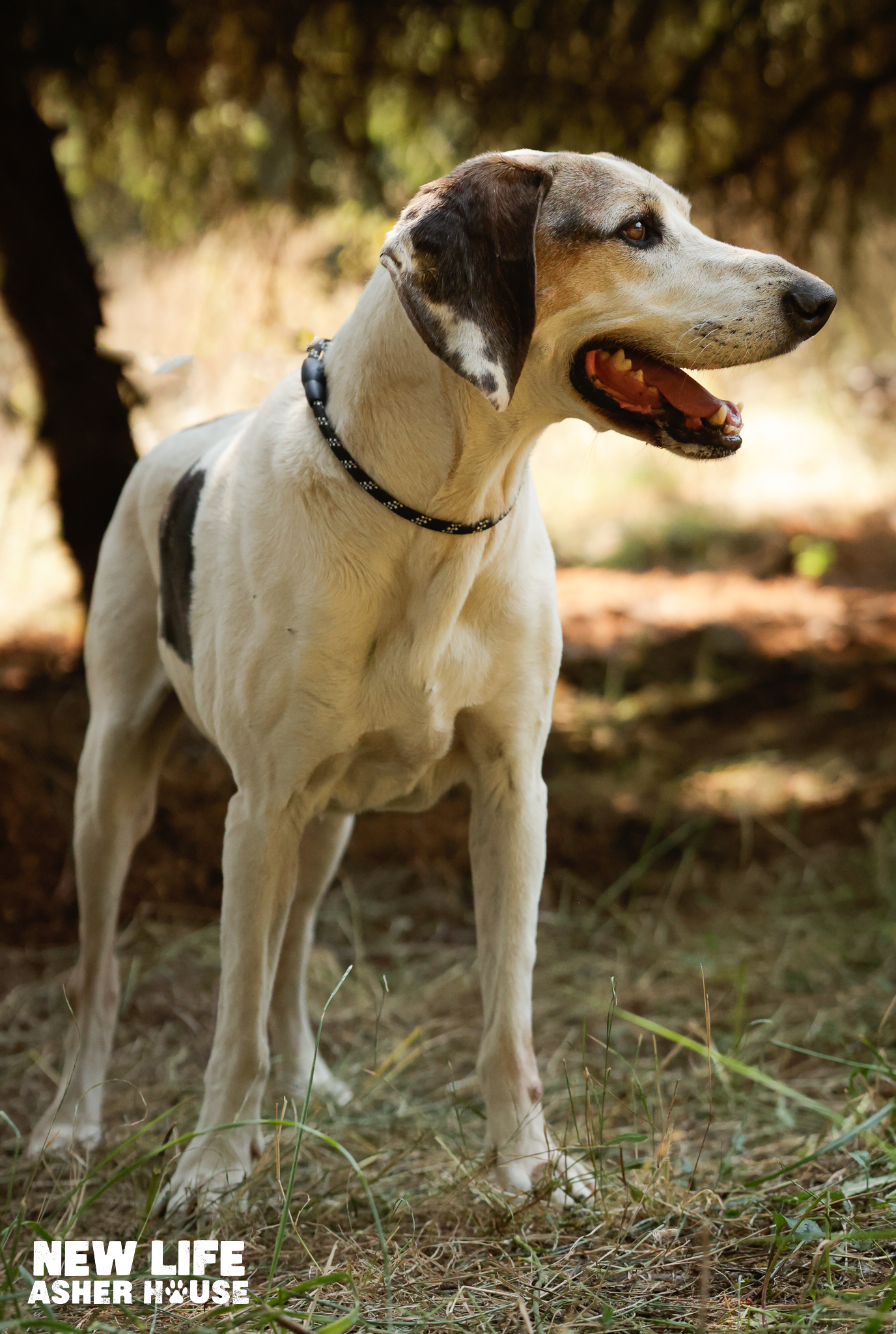 Linus, a Adoptable Treeing Walker Coonhound in Portland, OR image 6/6