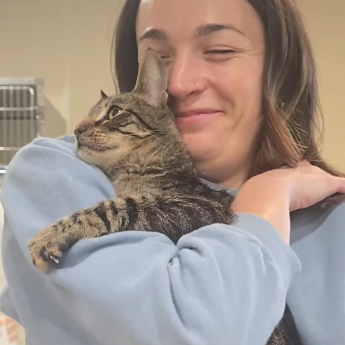 Enlarge Jangle, a ADOPTABLE Domestic Short Hair in astoria, NY image 3/3