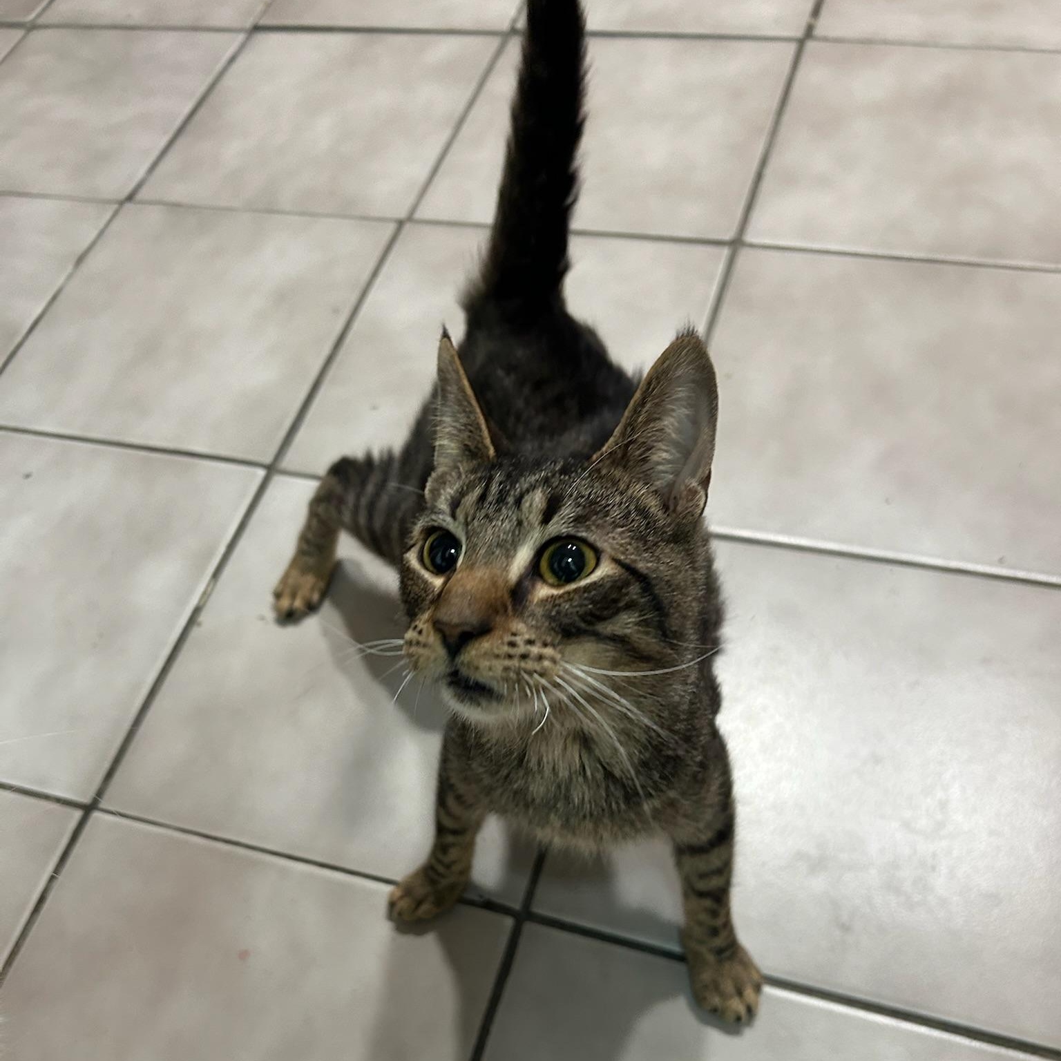 Jangles, a ADOPTABLE Domestic Short Hair in astoria, NY image 2/6