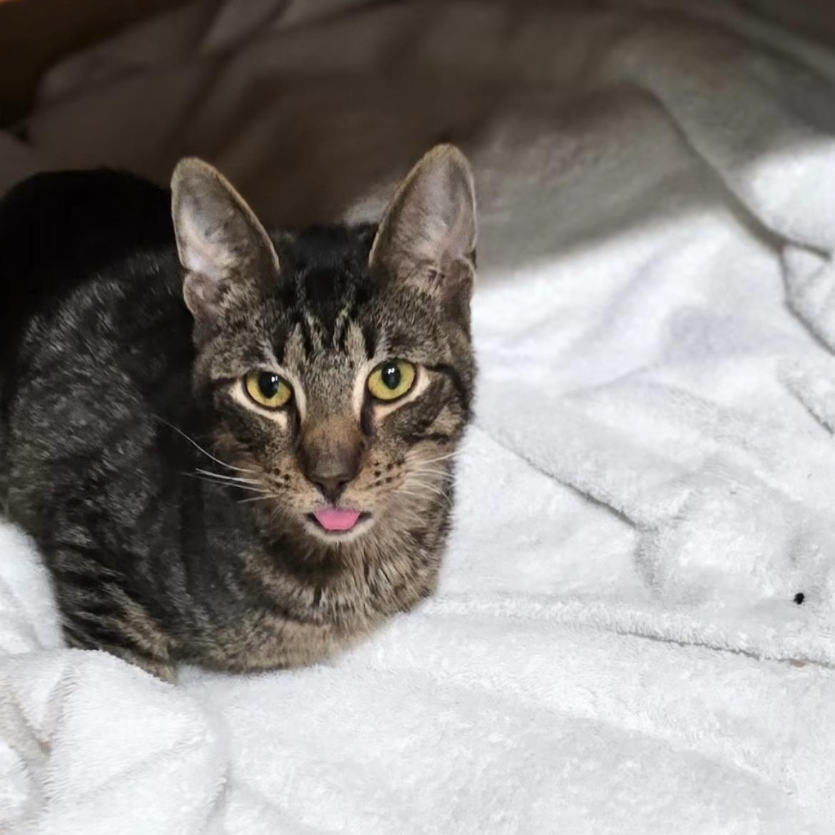 Jangle, ADOPTABLE, Young Male Domestic Short Hair.