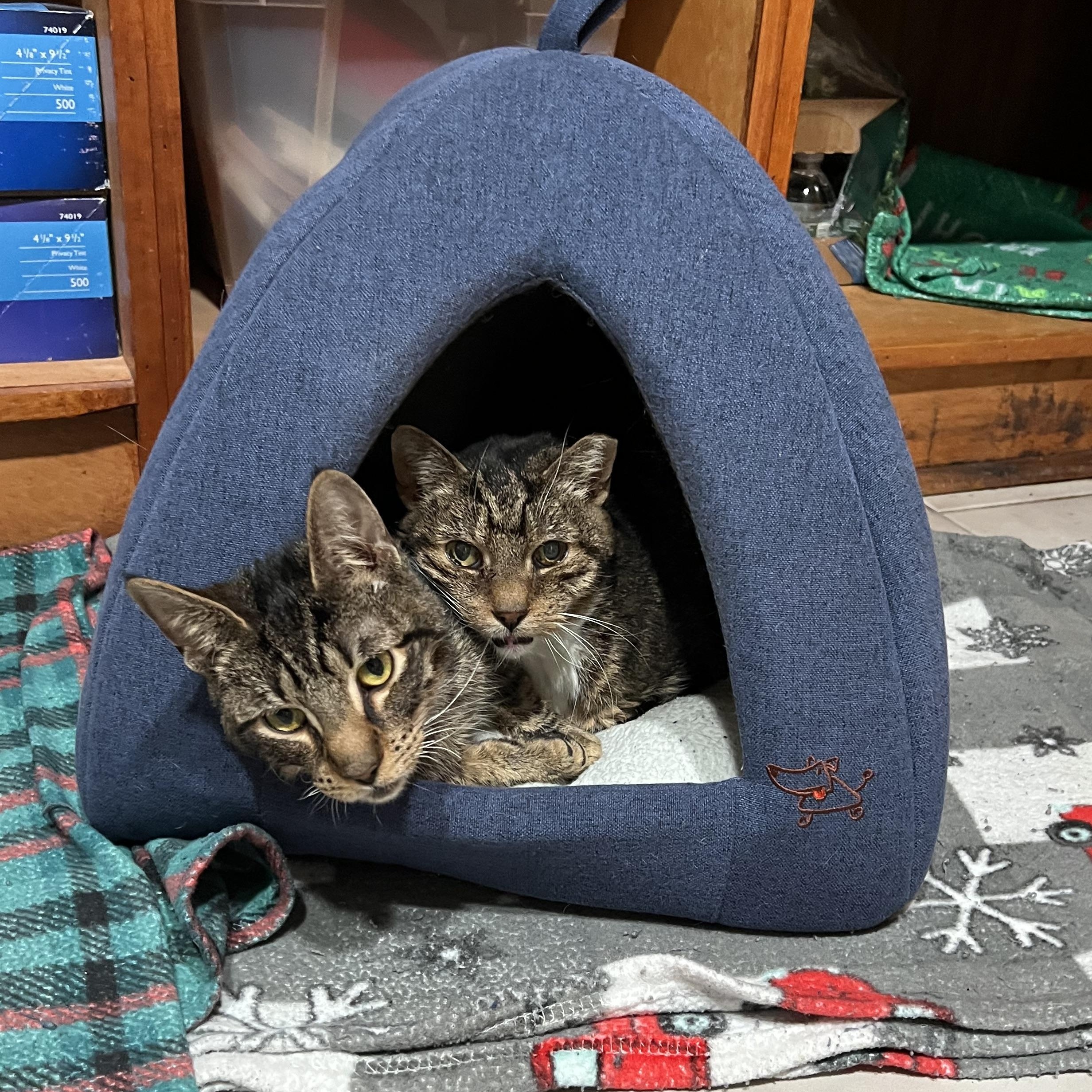 Jangles, a ADOPTABLE Domestic Short Hair in astoria, NY image 3/6