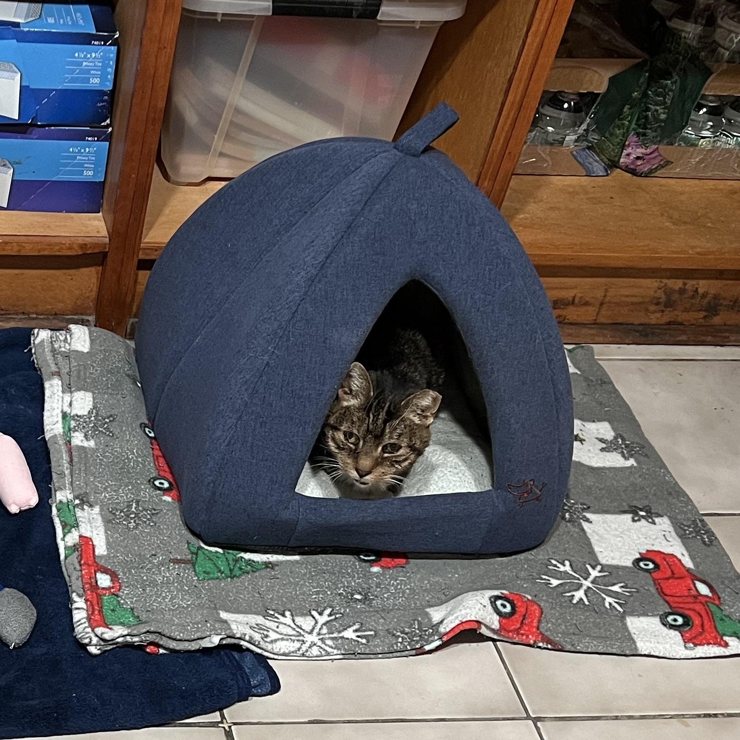 Jangles, a ADOPTABLE Domestic Short Hair in astoria, NY image 6/6