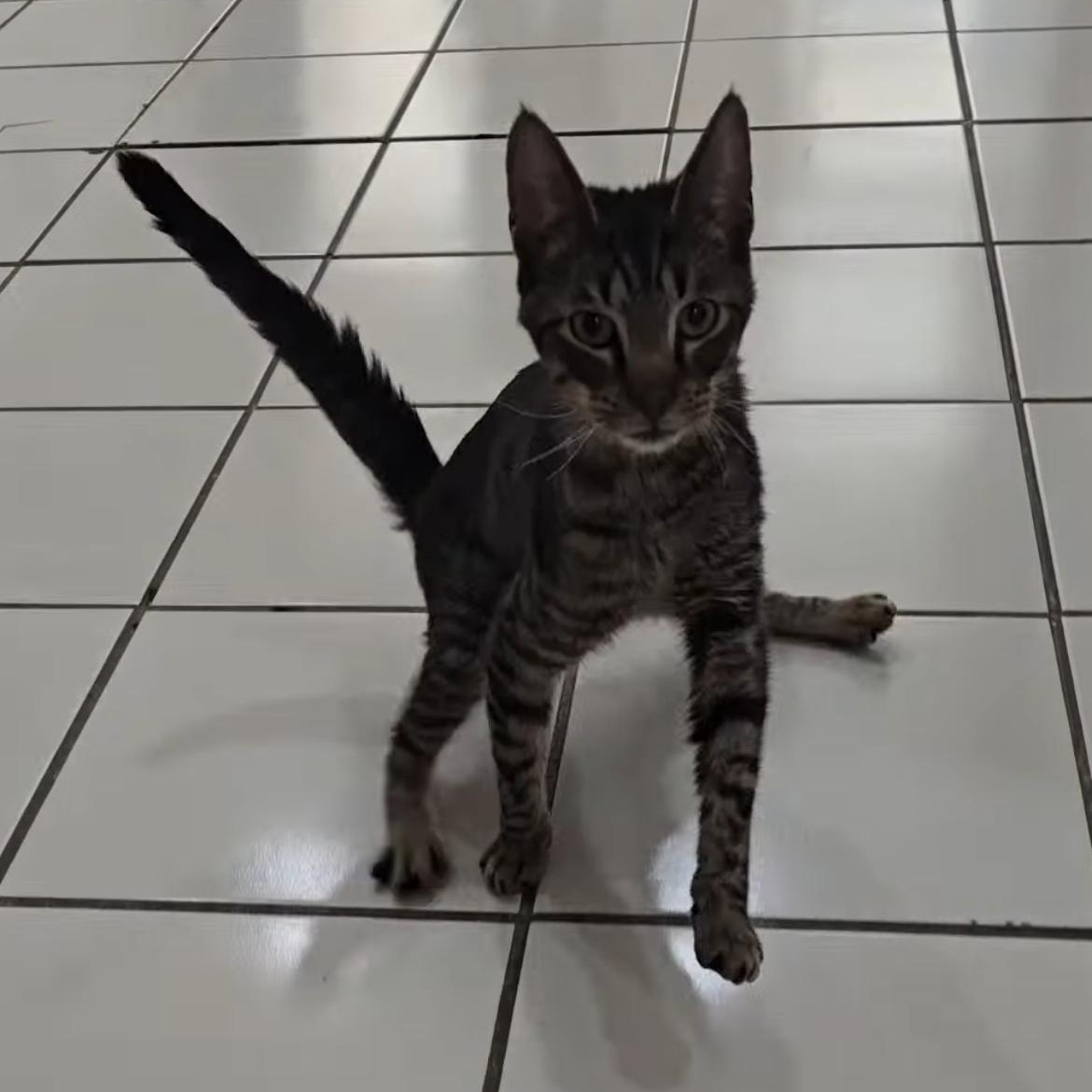 Enlarge Jangle, a ADOPTABLE Domestic Short Hair in astoria, NY image 2/3