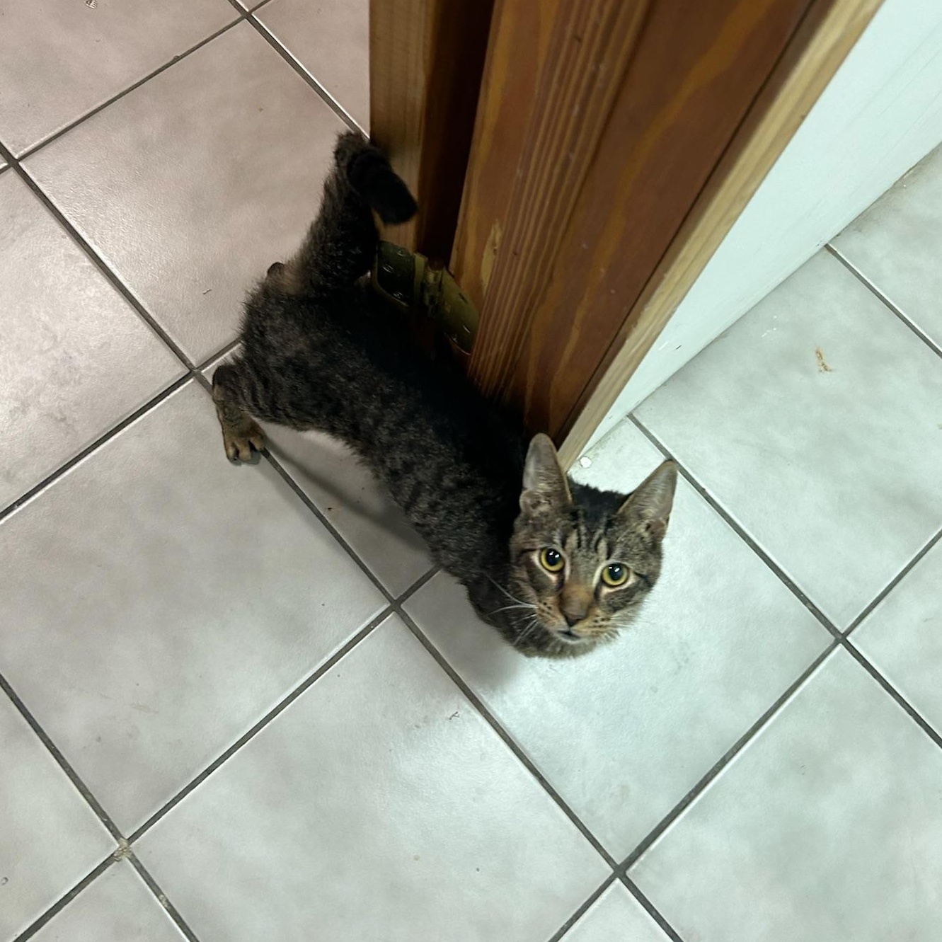 Jangles, a ADOPTABLE Domestic Short Hair in astoria, NY image 4/6