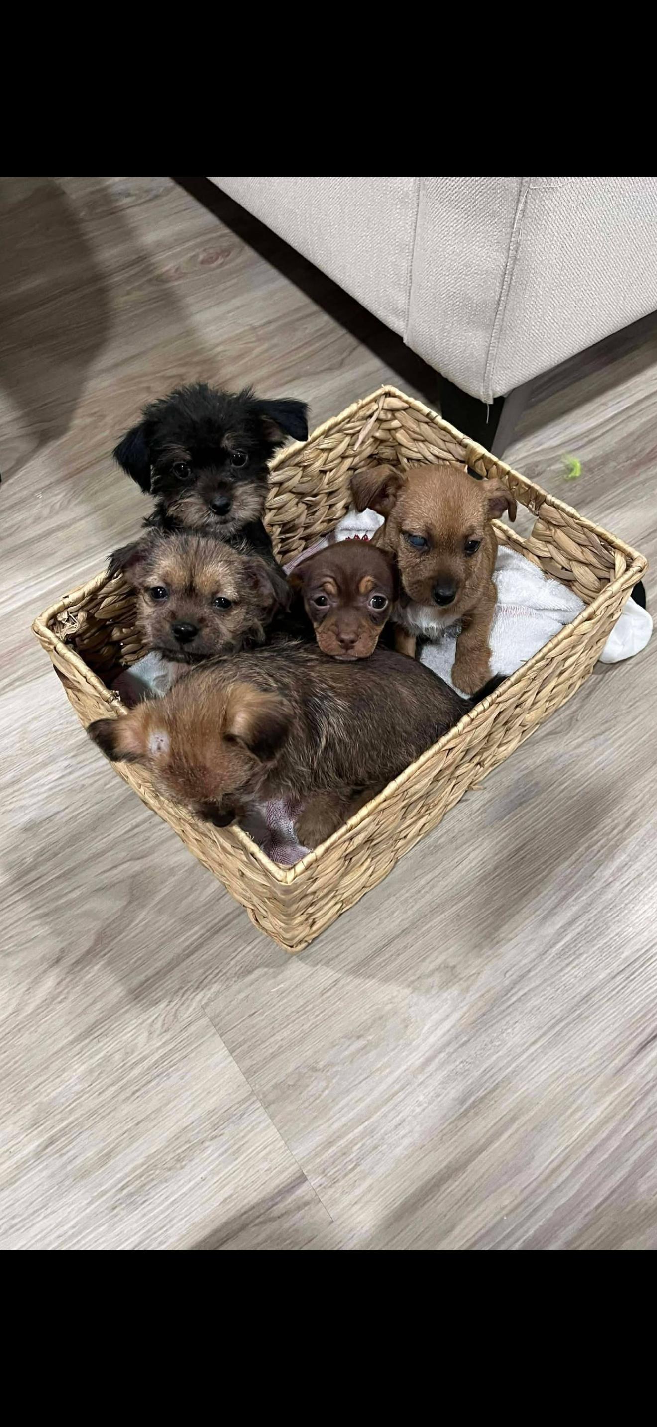 Nugget, Adopted, Puppy Female Yorkshire Terrier & Dachshund.