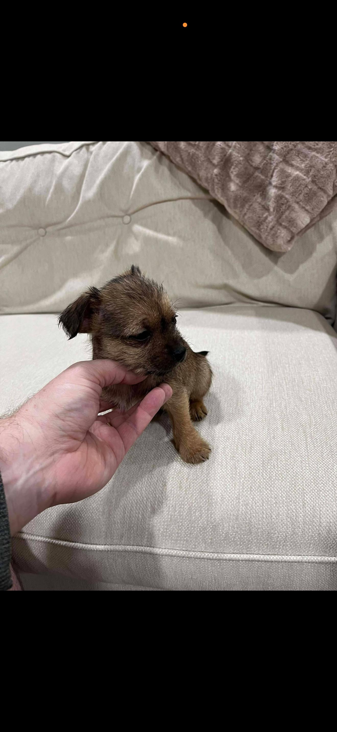 Enlarge Nugget, a Adopted mixed breed in Bradenton, FL image 3/6