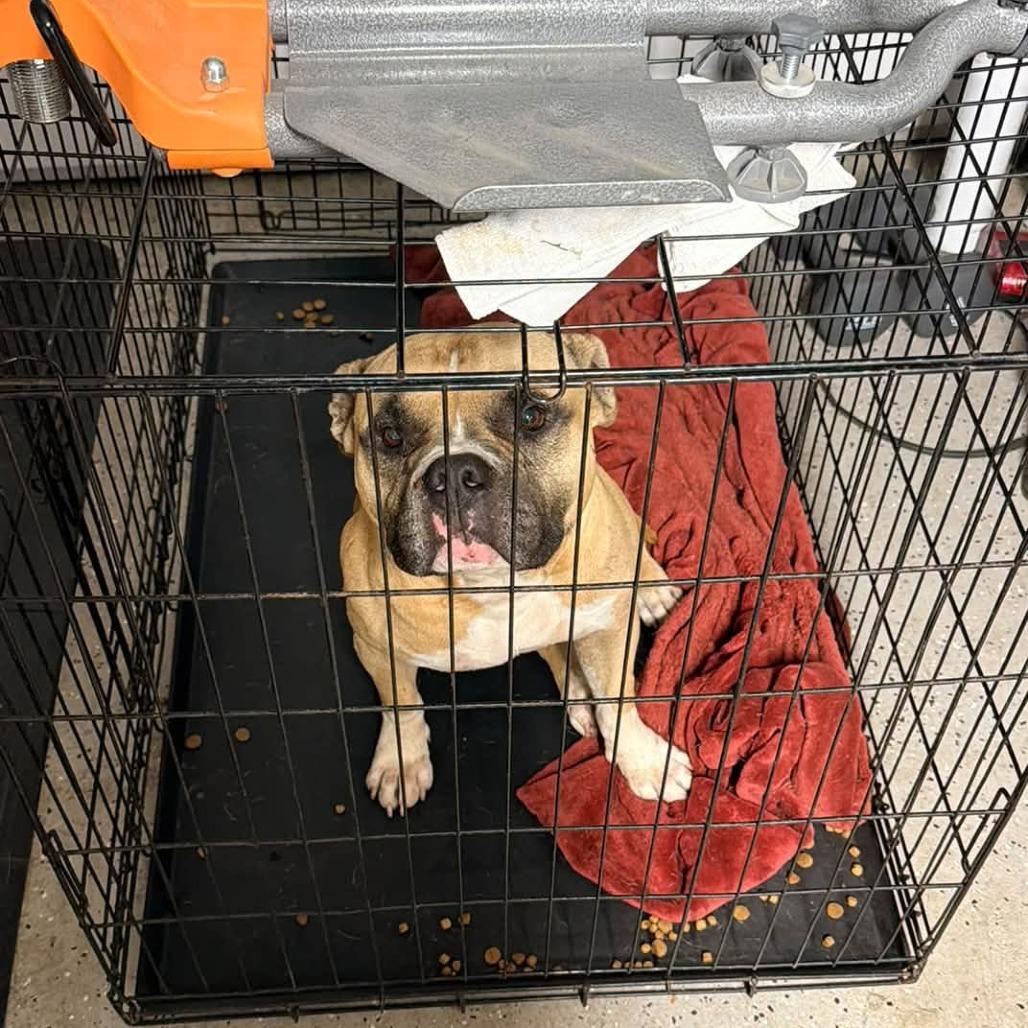 TNGC-Stray-1402, Adoptable, Adult Male Mixed Breed.