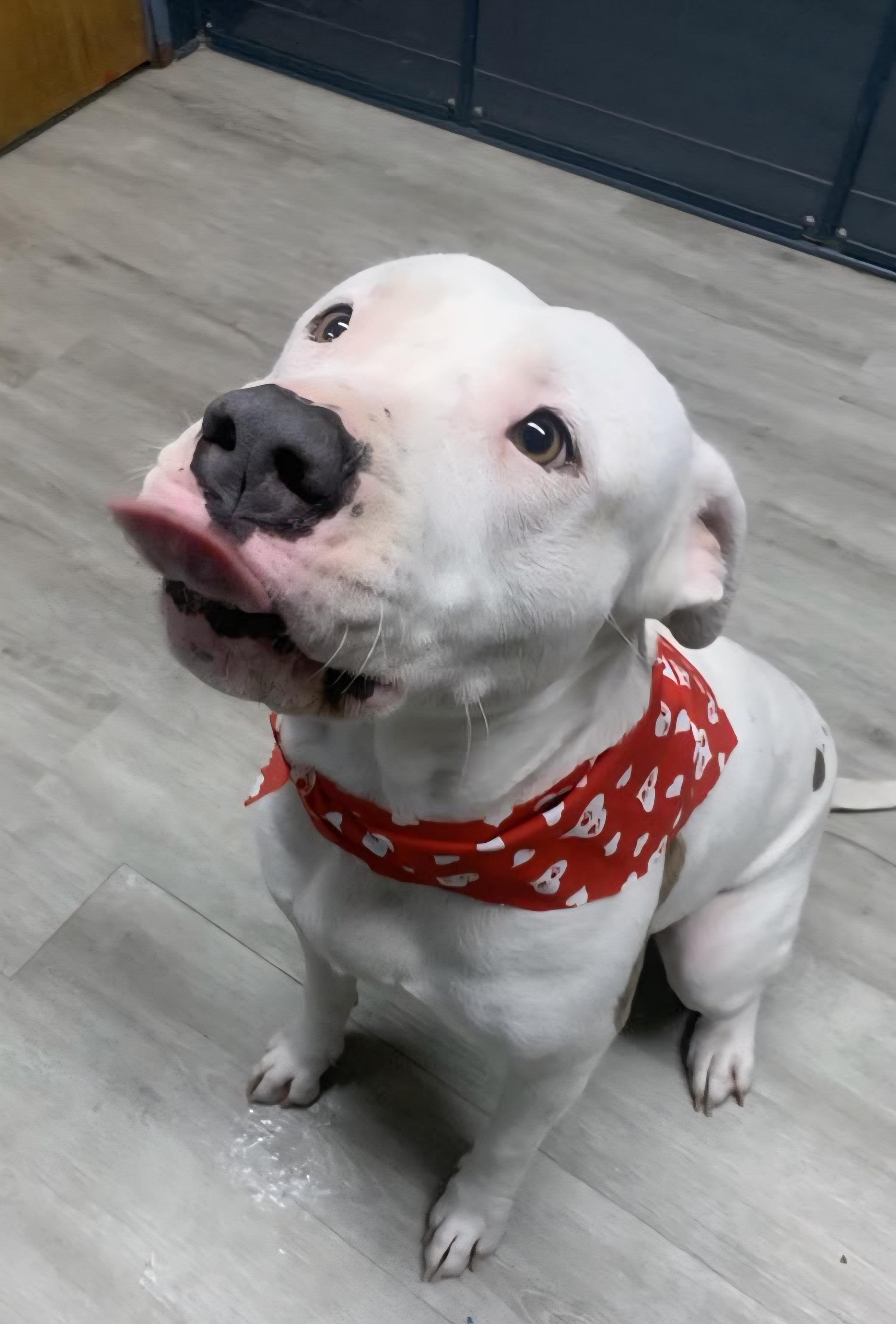 Enlarge Pinky, an adoptable mixed breed in Mansfield, OH image 5/5
