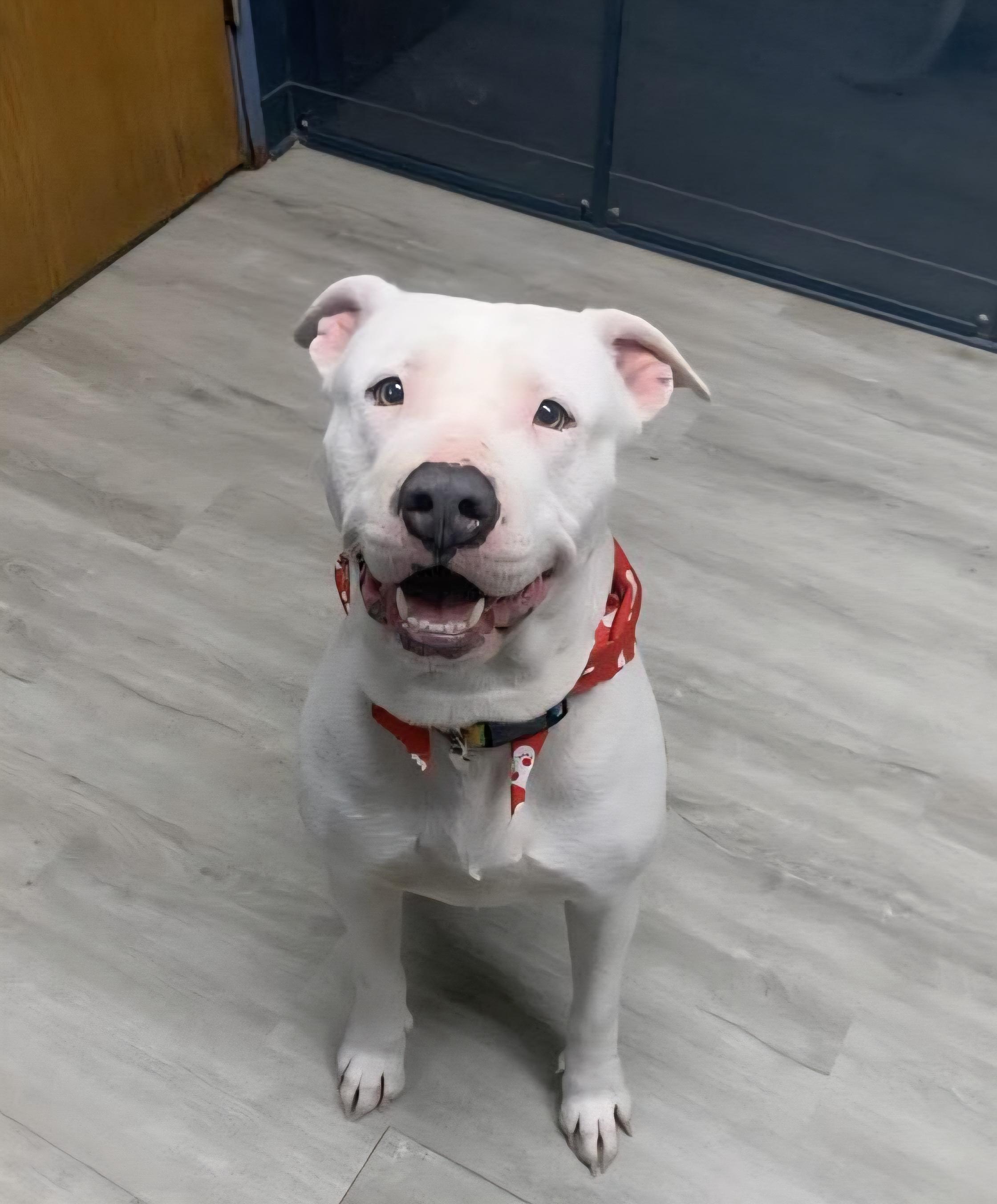 Enlarge Pinky, an adoptable mixed breed in Mansfield, OH image 3/5