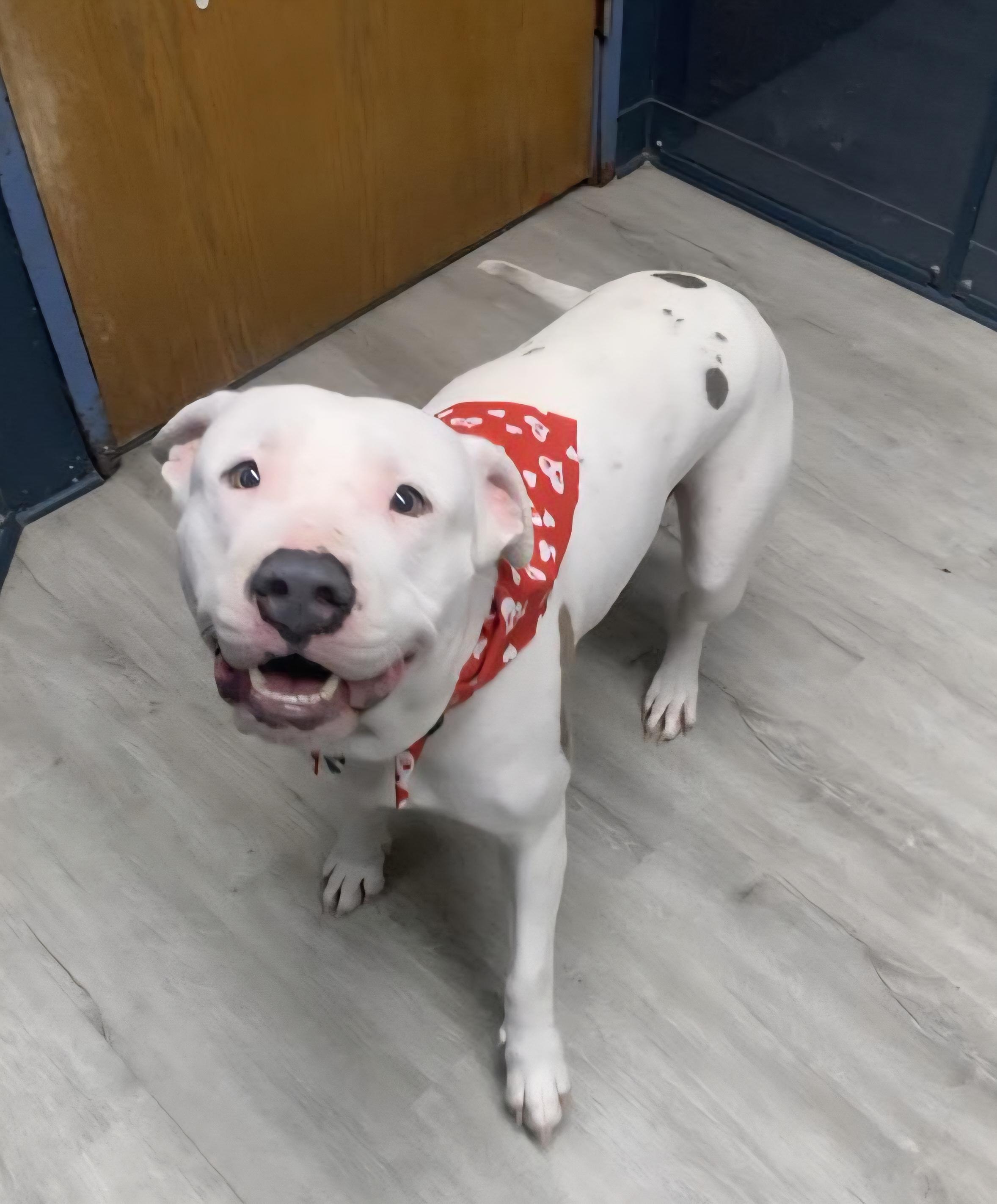 Enlarge Pinky, an adoptable mixed breed in Mansfield, OH image 2/5