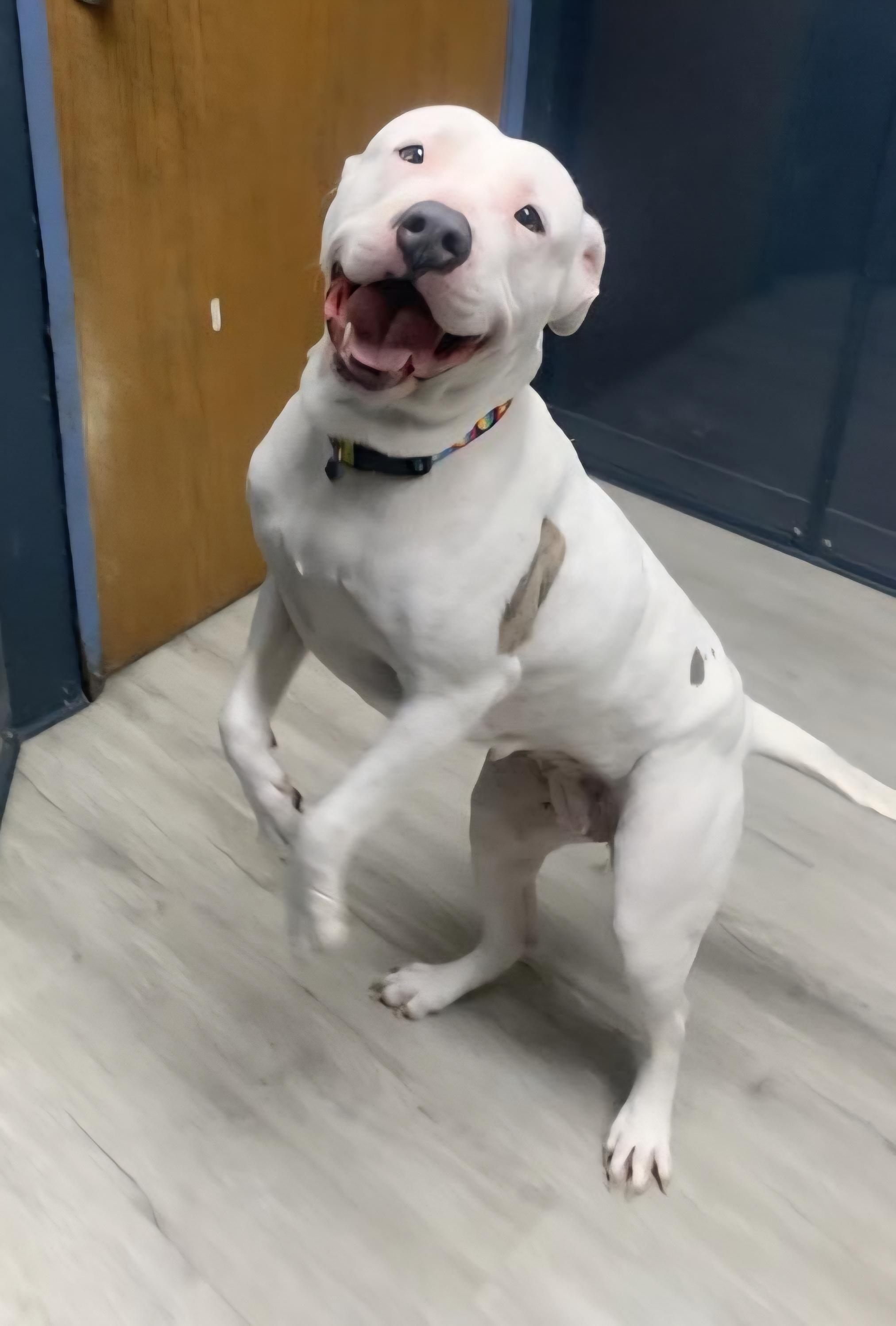 Enlarge Pinky, an adoptable mixed breed in Mansfield, OH image 4/5
